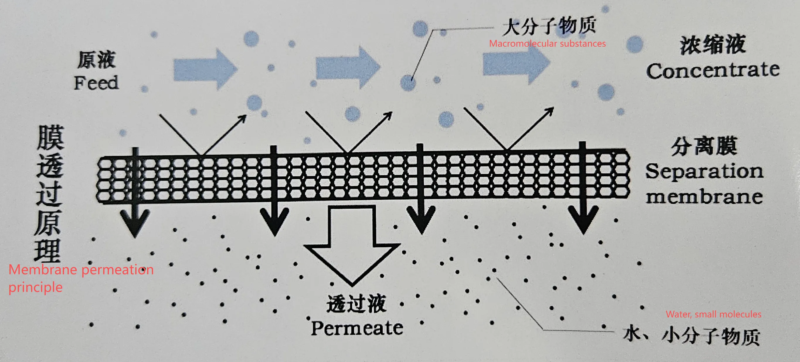 Membrane Separation Technology: Driving Innovation and Efficient Production in the Biopharmaceutical Industry