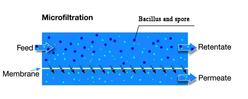 The only membrane technology specifically designed for Bacillus and spore removal is microfiltration (MF).
